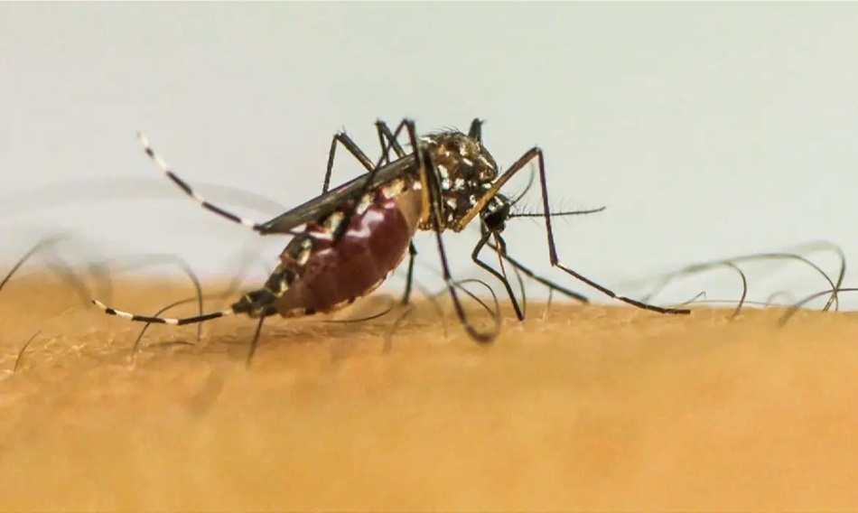 dengue