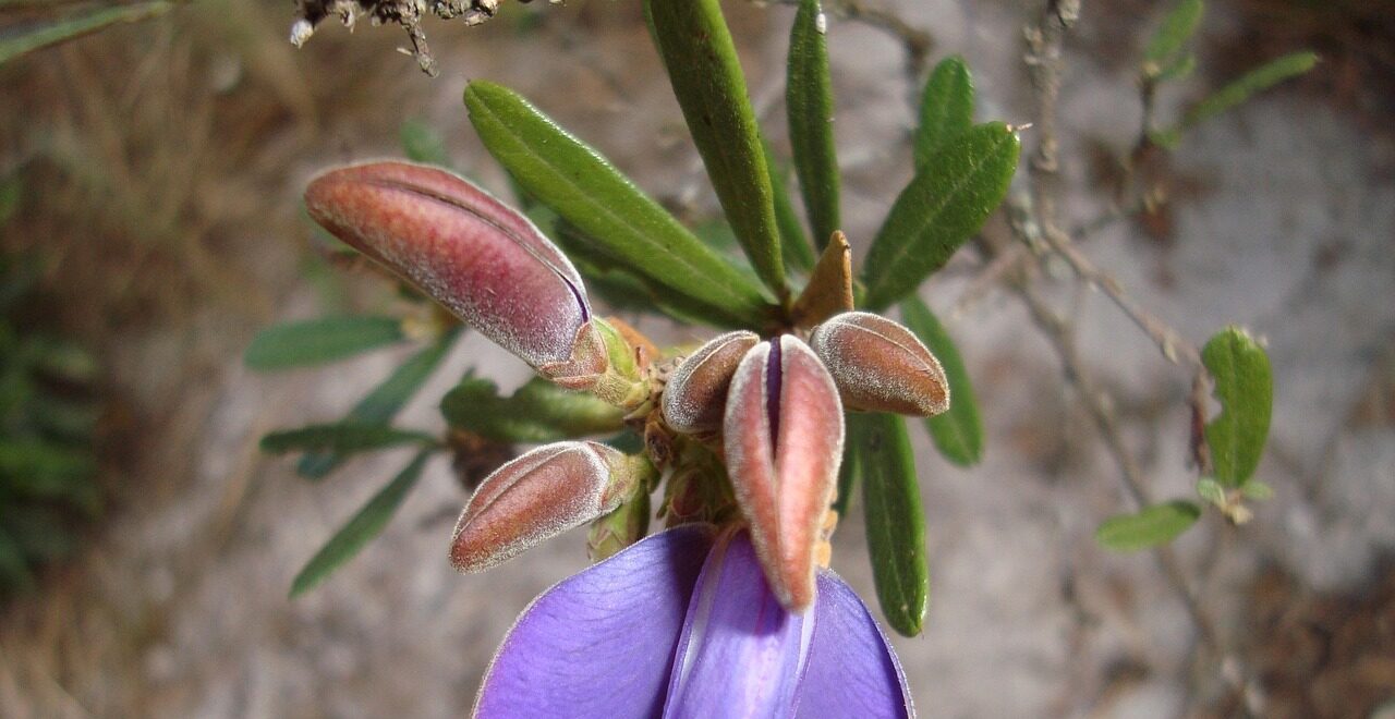 native flower 2883122 1280