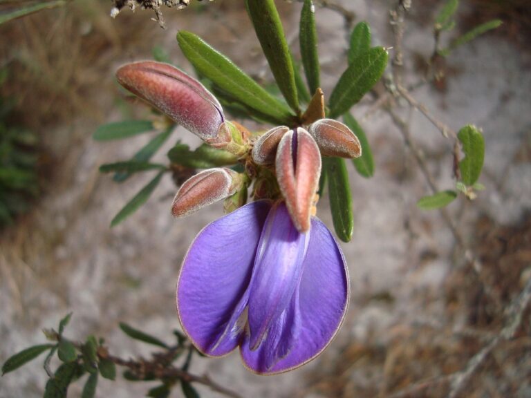 native flower 2883122 1280