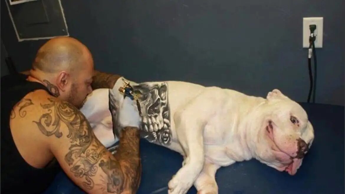 cachorro tatuado02