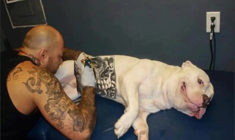 cachorro tatuado02