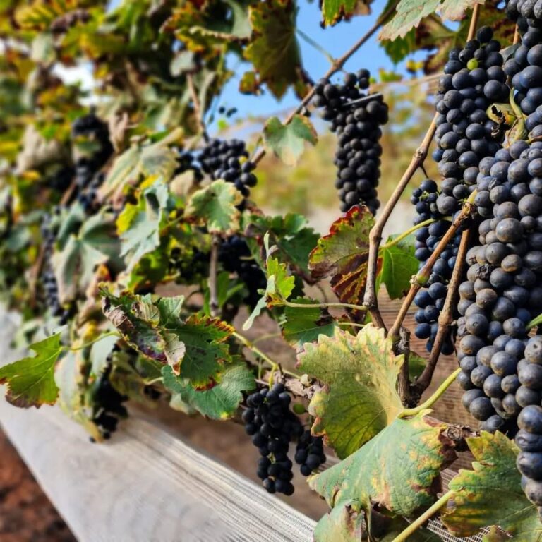 Alma Mineira Vinicola Divulgação