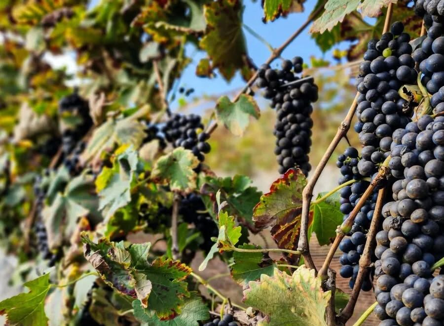 Alma Mineira Vinicola Divulgação