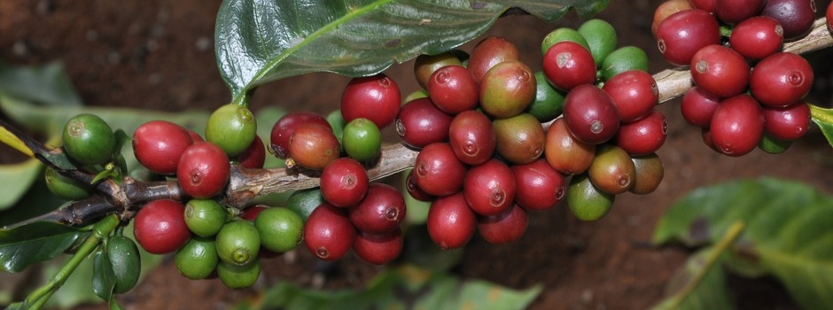 Café