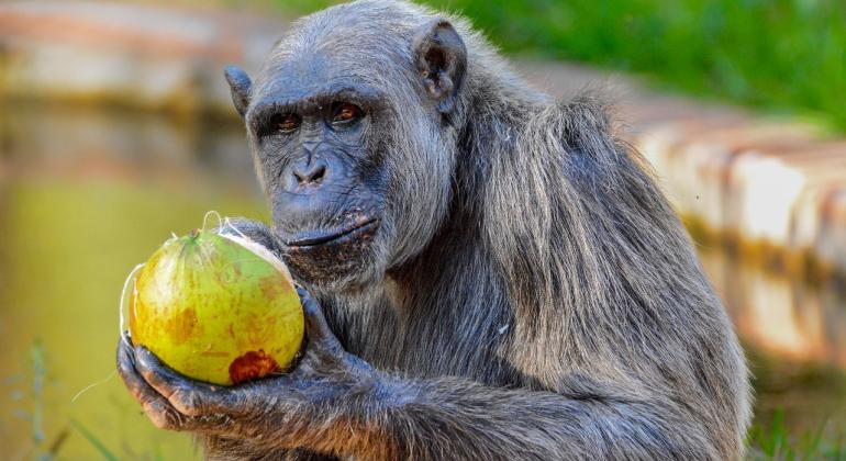 chimpanze serafim juan espanha