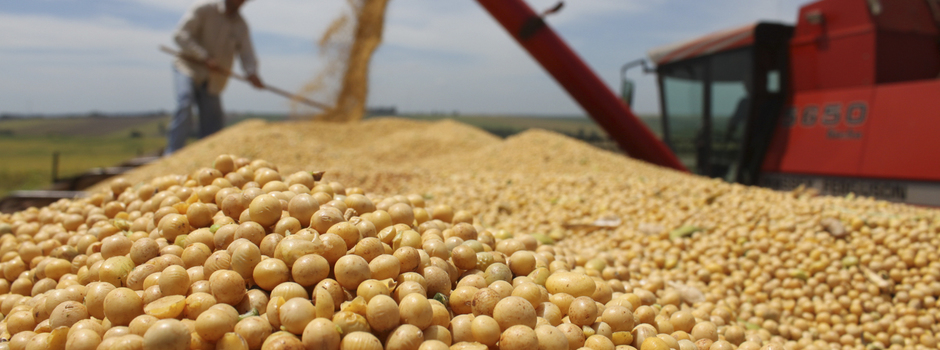 soja crédito divulgação seapa