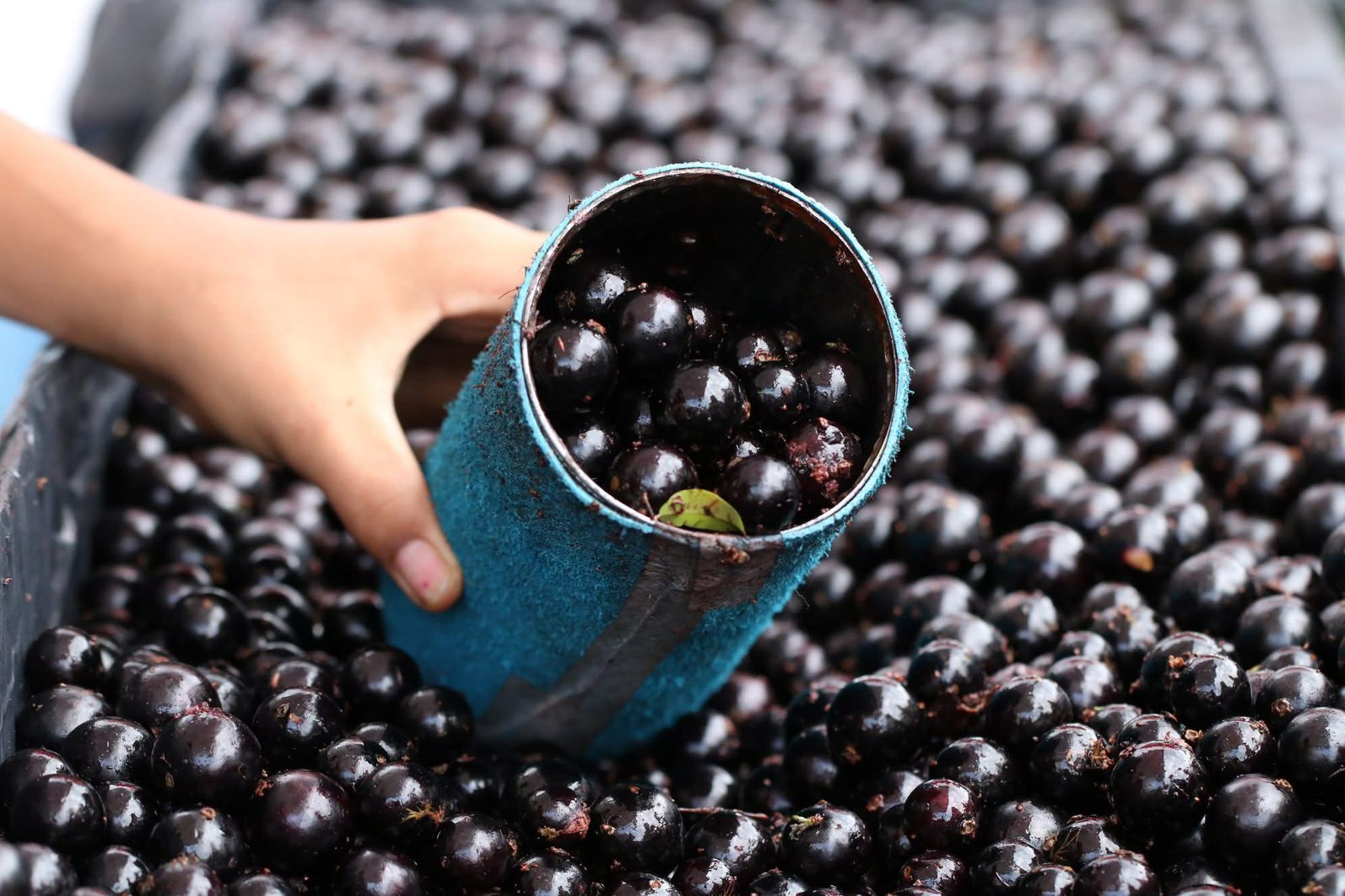 Créditos Prefeitura Municipal de Sabará MG (4)