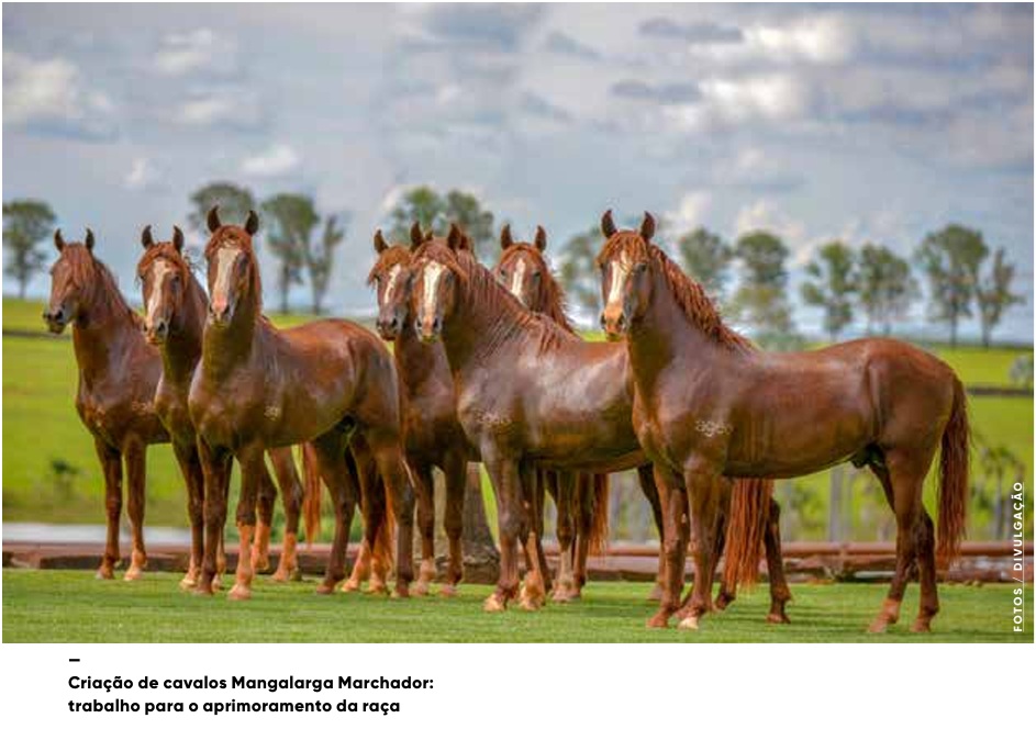 vb ed297 novembro 25b 2 agro em movimento