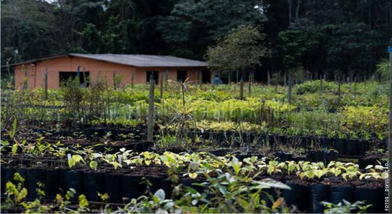 vb ed297 novembro 25b capa equilibrio ambiental