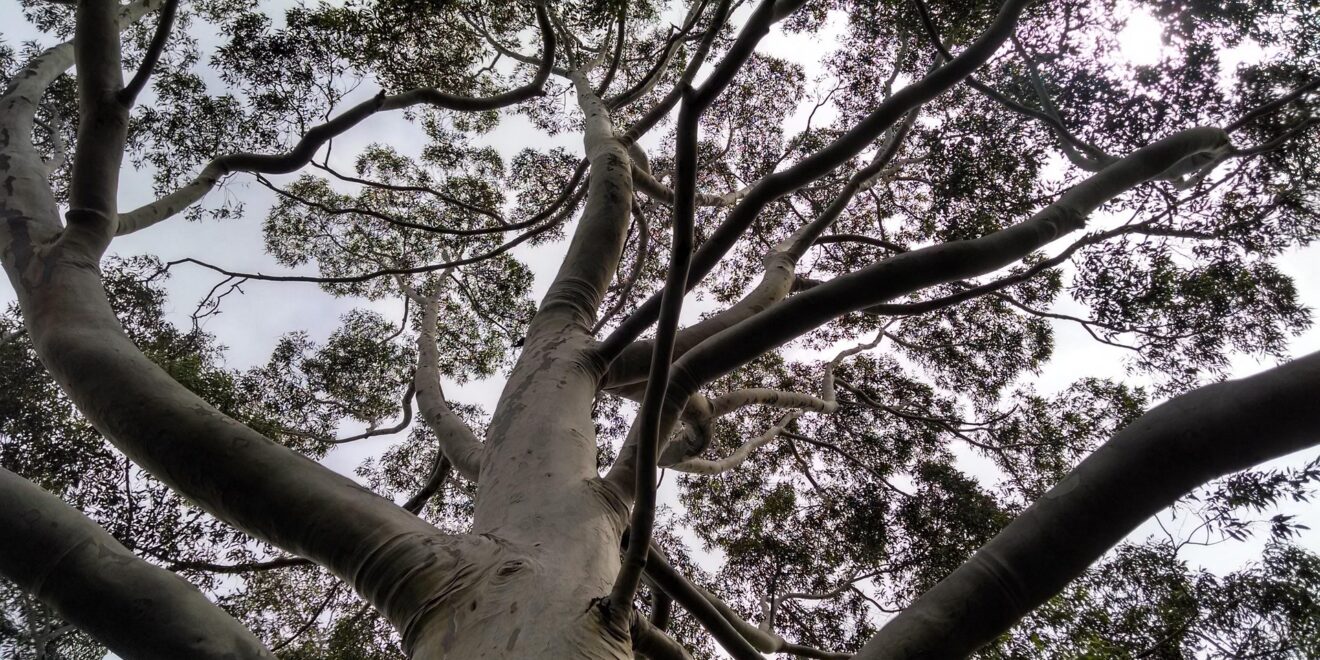 regisvp tree 847939 1920