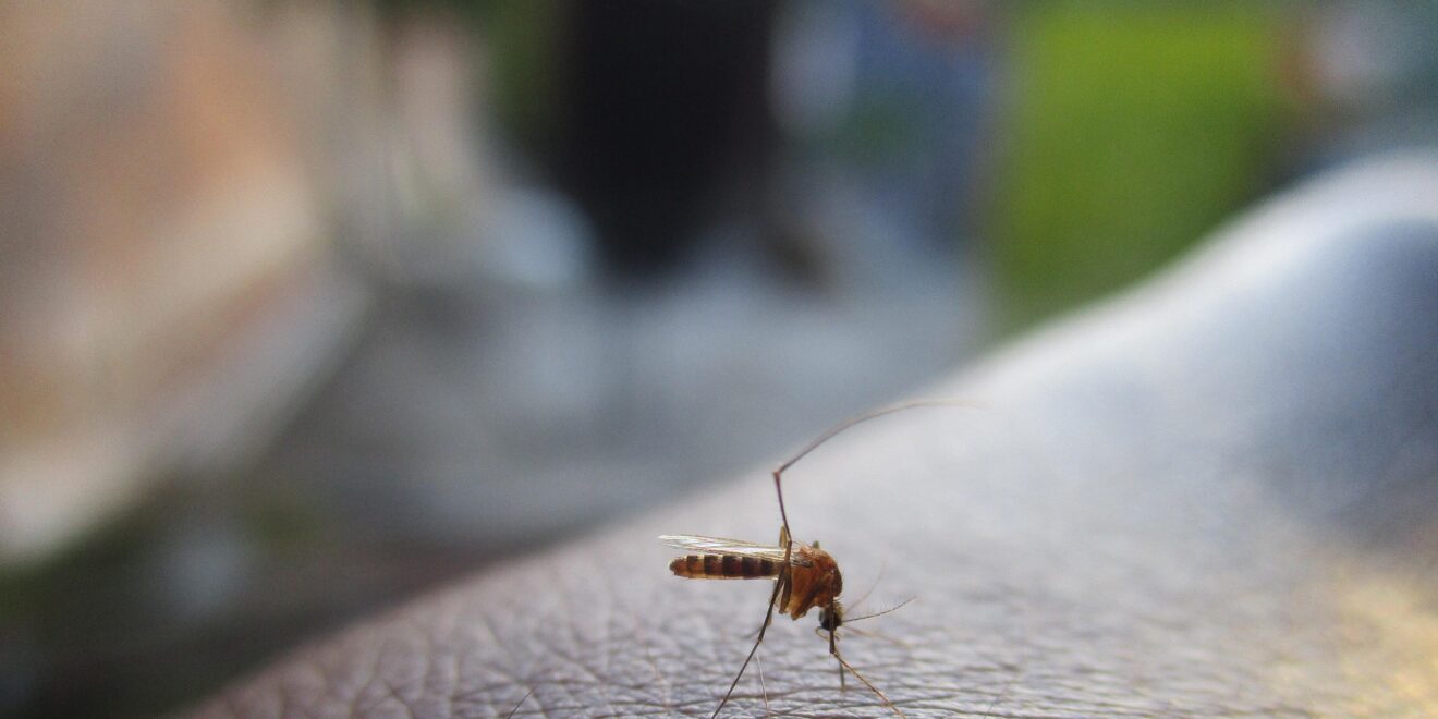 himasrafeek mosquito 2566773 1920 (1)