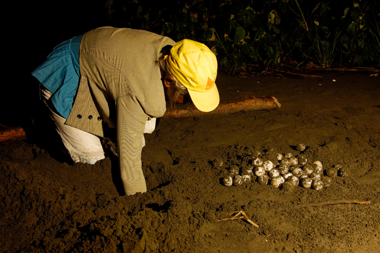 online Cañas Island, Los Santos province