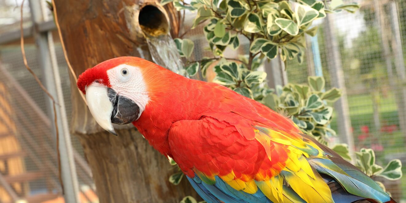 bestrongenoughtoletgo rare macaws 4462424 1920