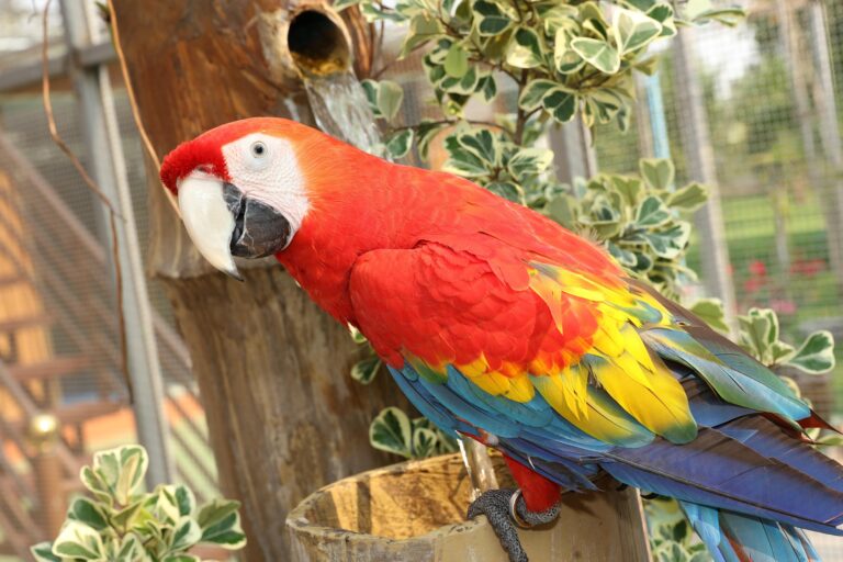 bestrongenoughtoletgo rare macaws 4462424 1920