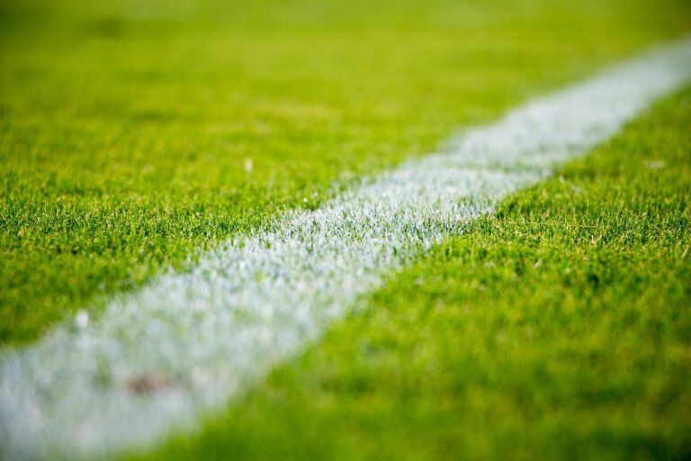 stocksnap grass 2616911 1920