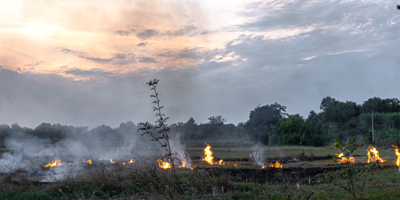 fire steppe grass is burning destroying everything its path