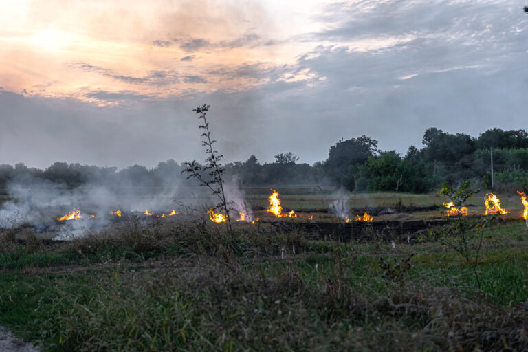 fire steppe grass is burning destroying everything its path
