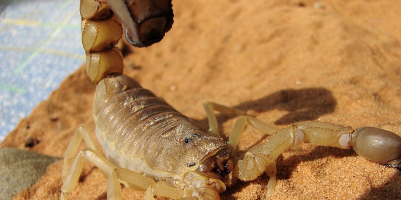 janeb13 scorpion 1165688 1920