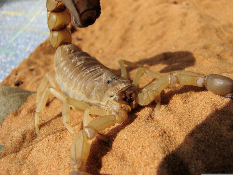 janeb13 scorpion 1165688 1920