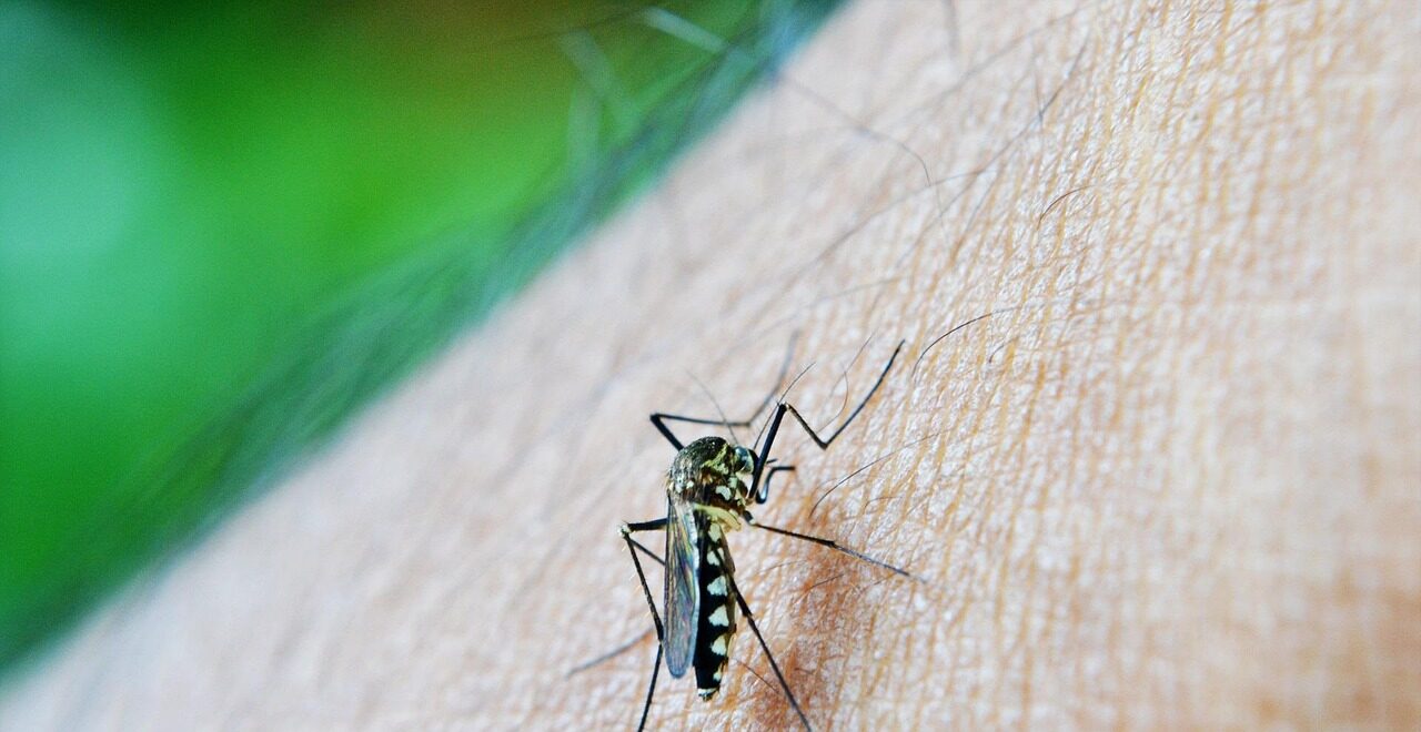 nuzree mosquito 213805 1280