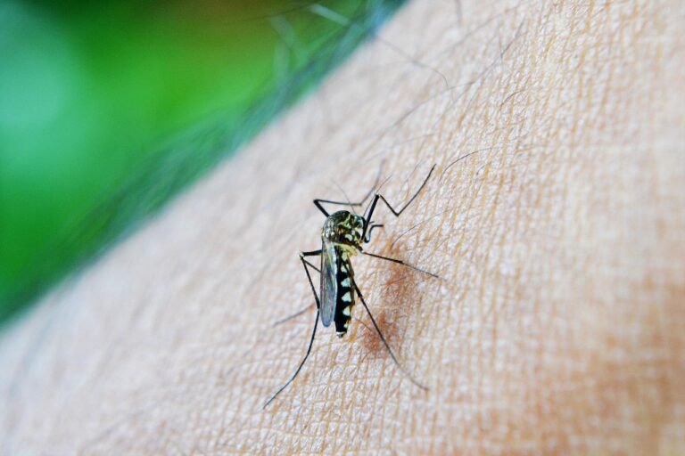 nuzree mosquito 213805 1280