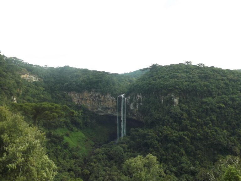 pedroddf nature 954118 1920