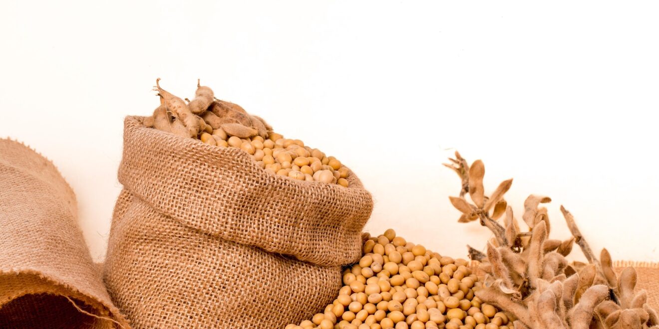 pnmralex soybeans 2039639 1920 (1)