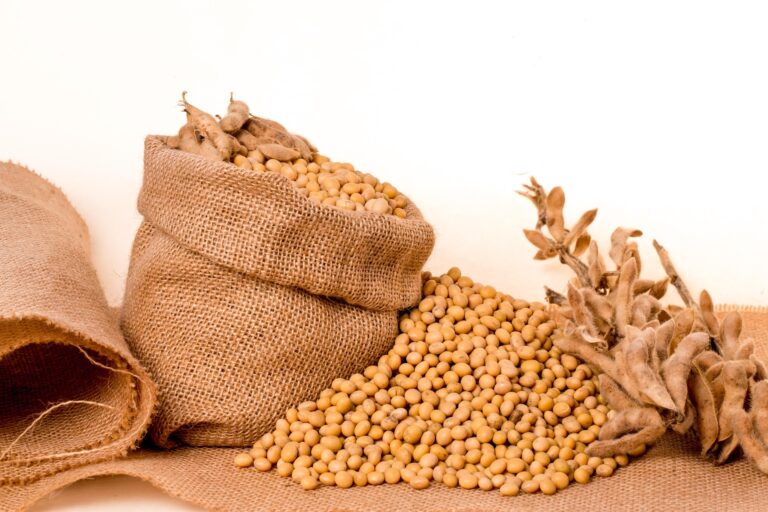 pnmralex soybeans 2039639 1920 (1)