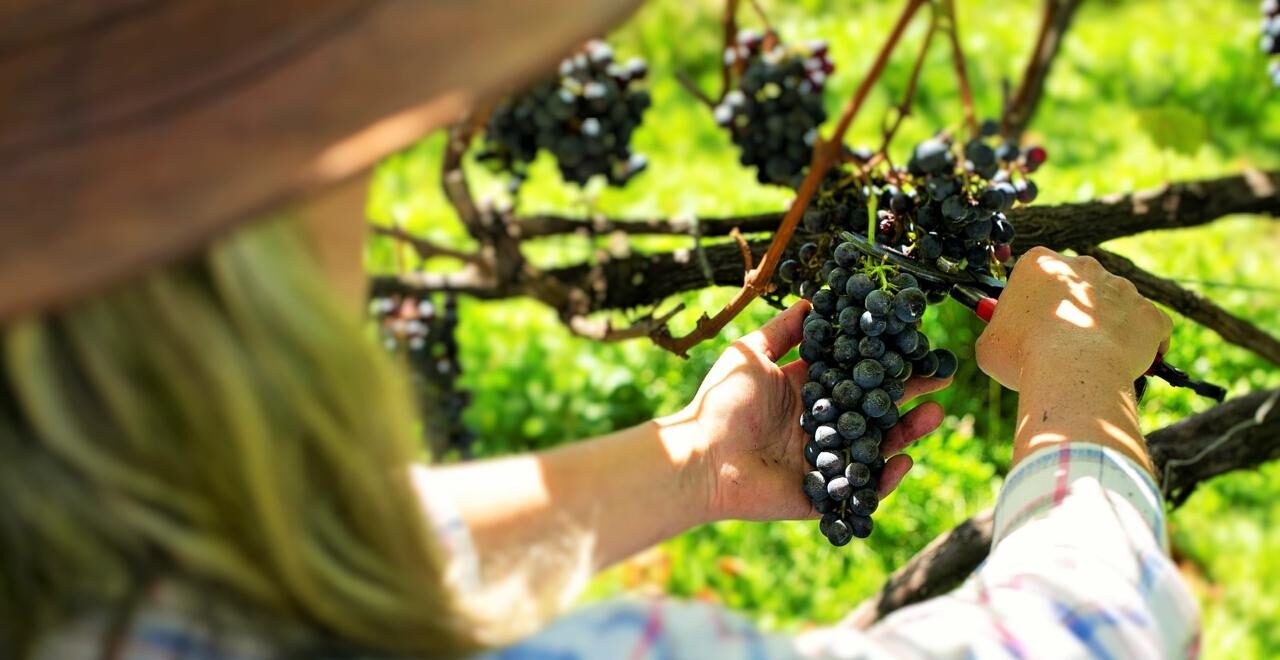 Arquivo Vinhos  3