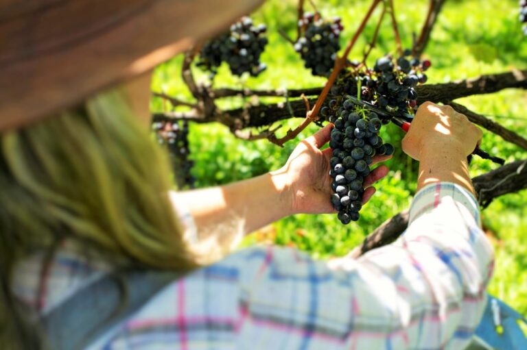 Arquivo Vinhos  3