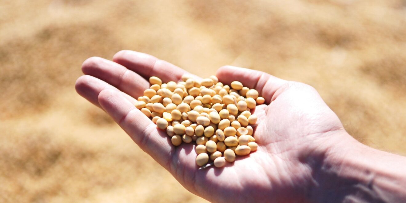 1737576 soybean 1831704 1920
