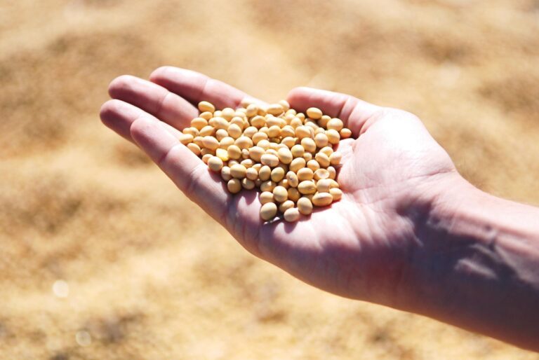 1737576 soybean 1831704 1920