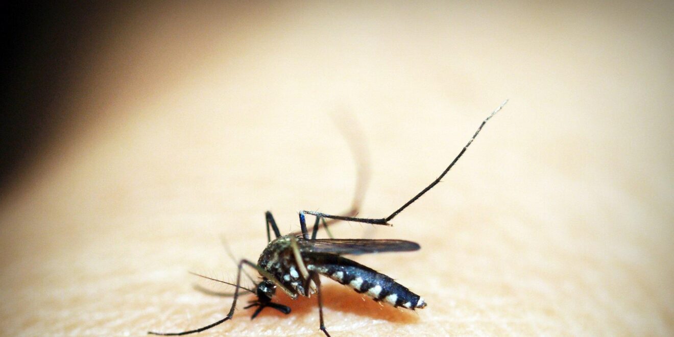 41330 mosquito 1548947 1920
