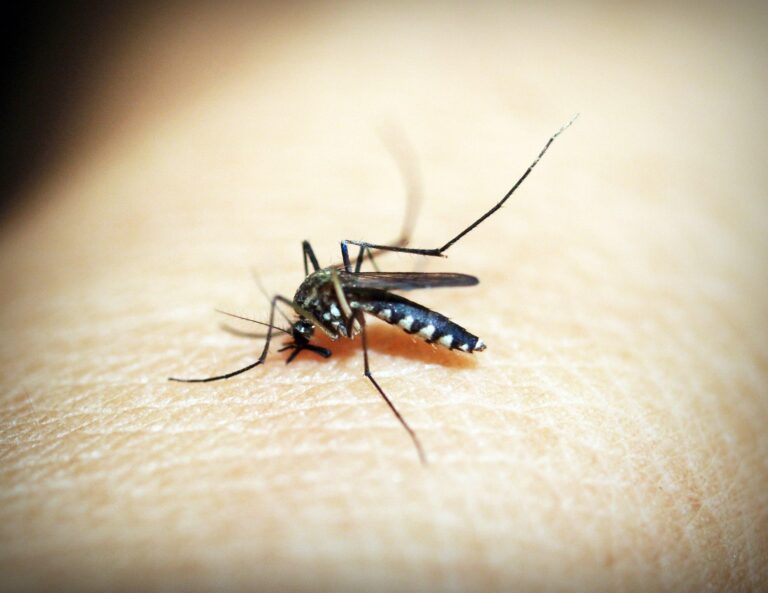 41330 mosquito 1548947 1920
