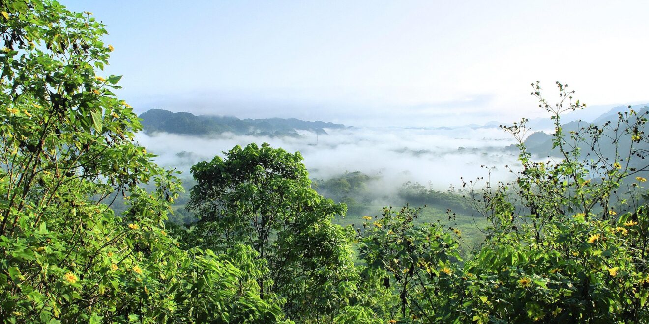 dezalb amazonia 5406522 1920