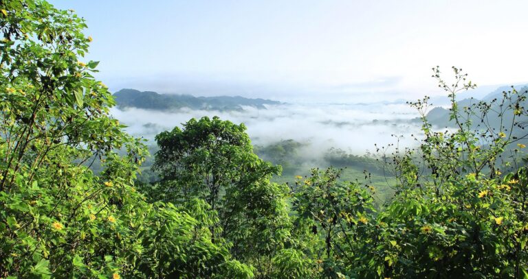 dezalb amazonia 5406522 1920