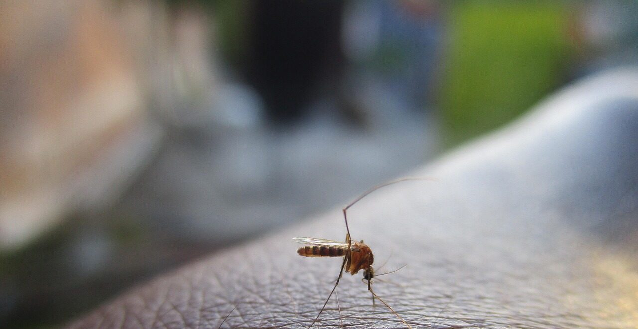 mosquito 2566773 1280