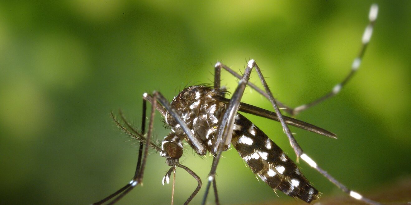 wikiimages mosquito 49141 1920