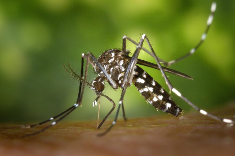 wikiimages mosquito 49141 1920